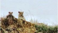 انشتار اولین تصویر از گربه وحشی قم+ببینید