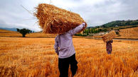 خبر خوش برای گندمکاران؛خرید گندم در این استان رکورد زد

