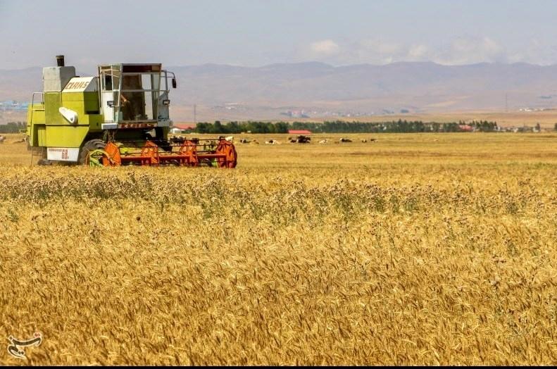 خبر خوش برای گندمکاران/ اولتیماتوم ۲۴ ساعته برای پرداخت مطالبات گندمکاران