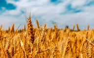 جلسه سرنوشت‌ساز برای تعیین قیمت گندم | قیمت گندم چقدر افزایش یافت؟