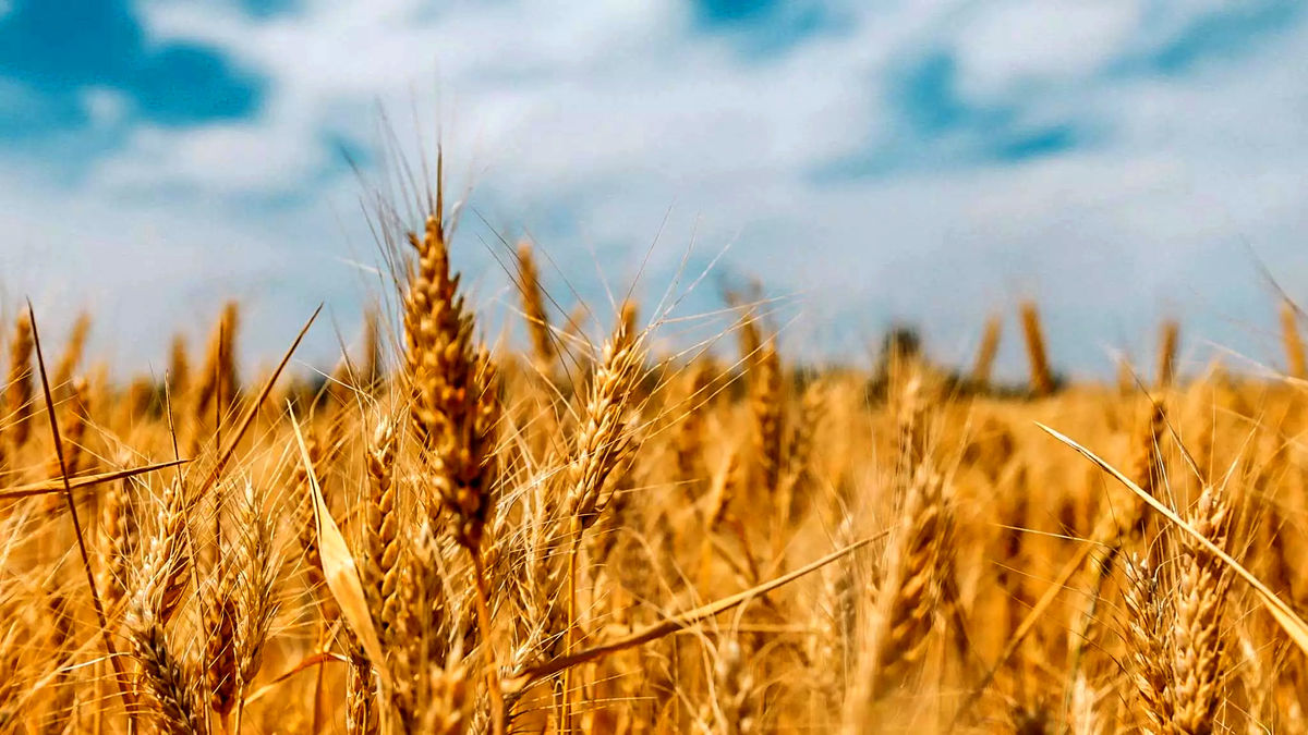 جلسه سرنوشت‌ساز برای تعیین قیمت گندم | قیمت گندم چقدر افزایش می‌یابد؟