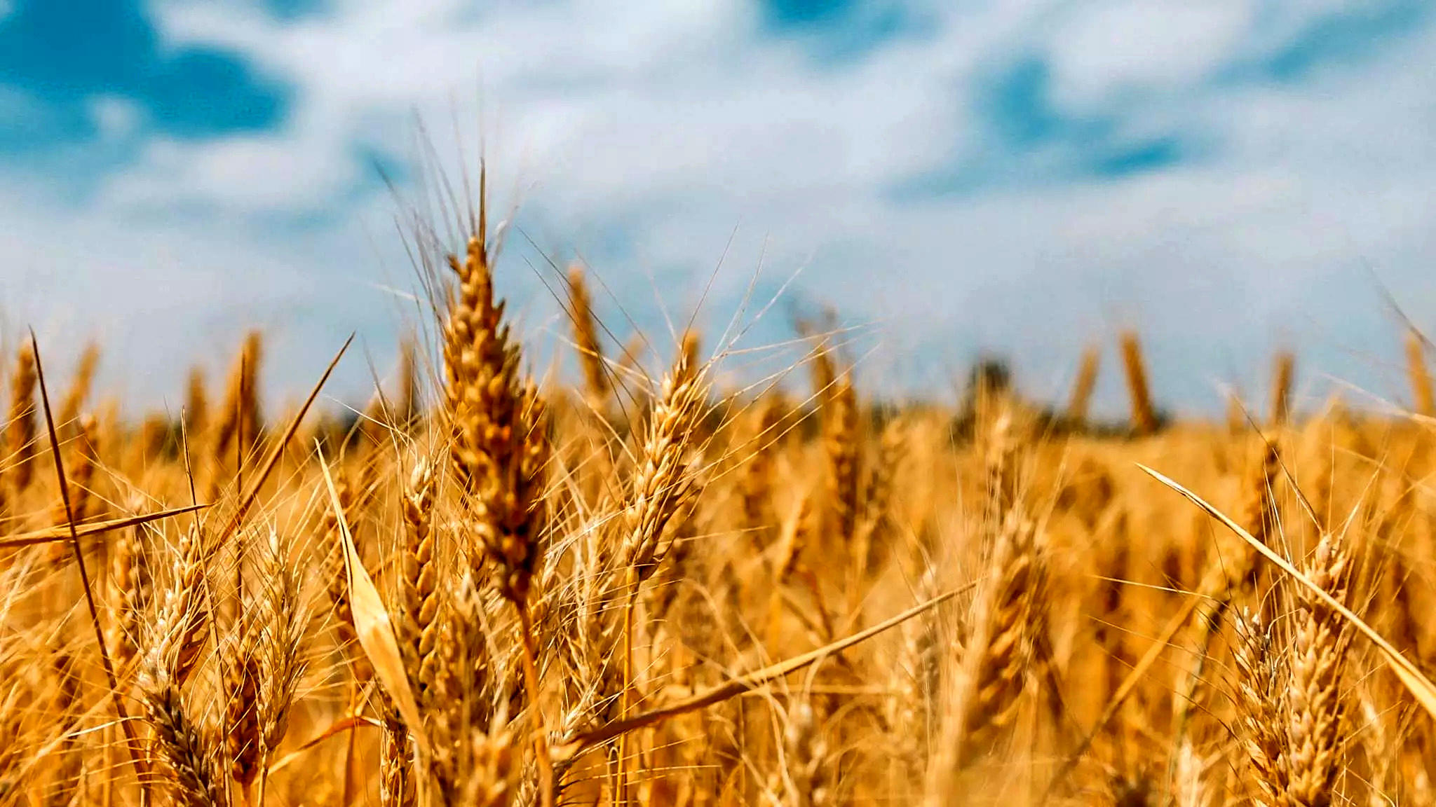 جلسه سرنوشت‌ساز برای تعیین قیمت گندم | قیمت گندم چقدر افزایش یافت؟
