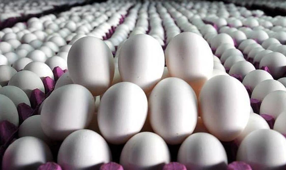 تخم مرغ کیلویی چند؟