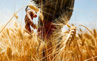  قیمت گندم همچنان نامعلوم /تهدید گندمکاران : منتظر کاشت گندم نباشید