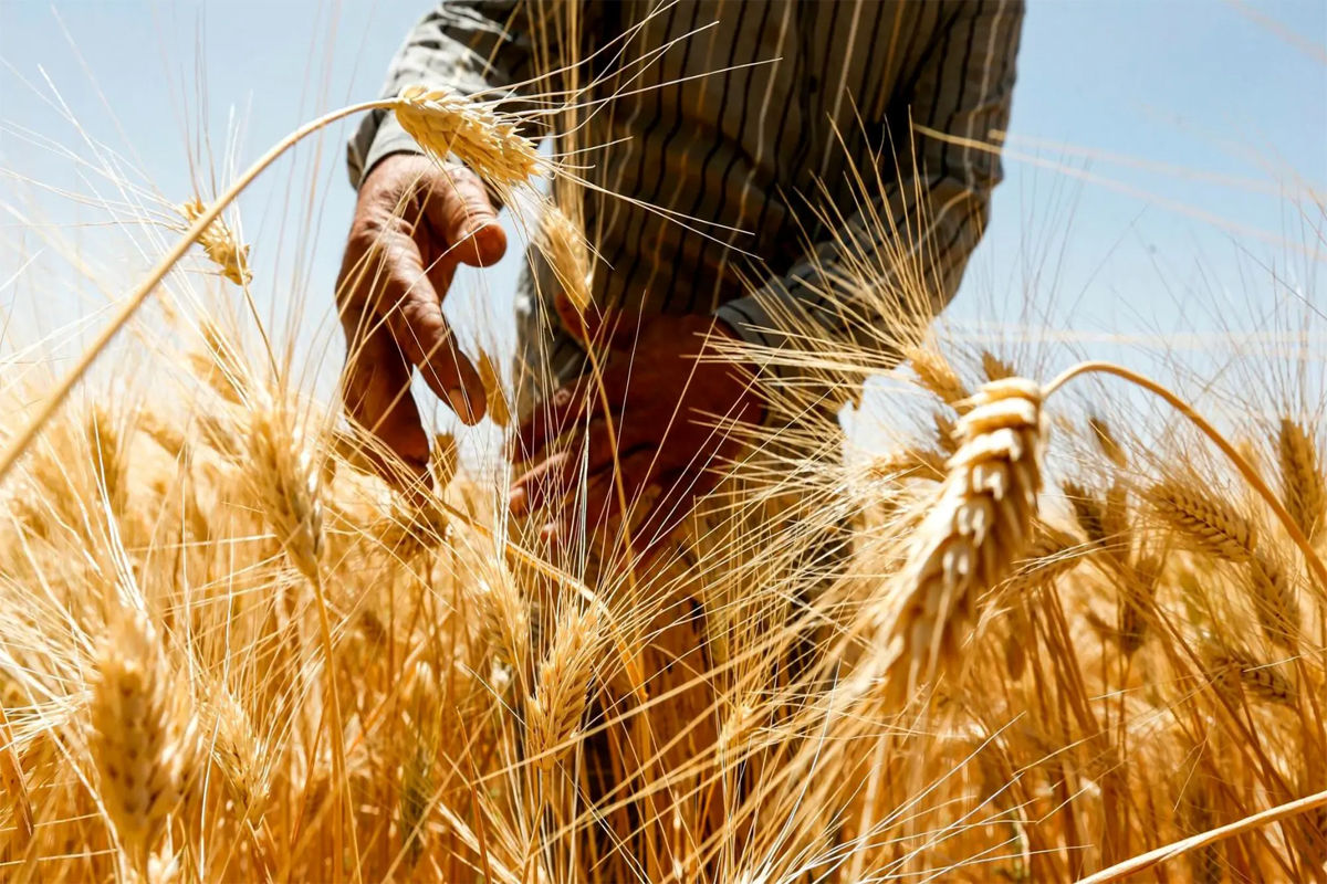 قیمت گندم همچنان نامعلوم / تهدید گندمکاران: منتظر کاشت گندم نباشید