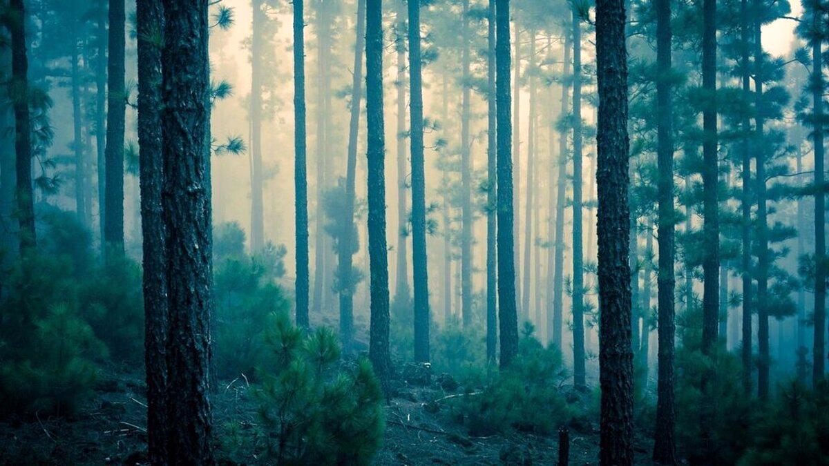 ترسناک‌ترین جنگل دنیا؛ اینجا صدای جیغ ارواح شنیده می‌شود! / تصویر