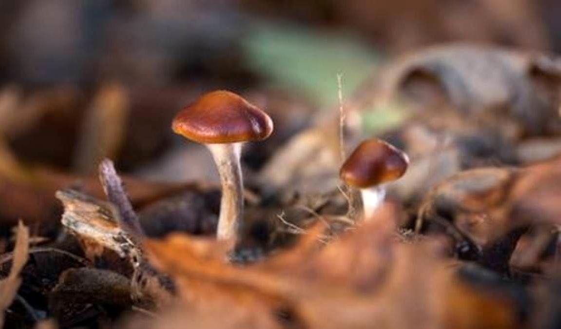 هشدار درباره خوردن قارچ در طبیعت