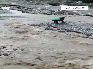 (۱۶+) لحظه وحشتناک غرق شدن کودک در سیل گلستان + فیلم | عملیات احیای او را ببینید