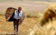 قیمت گندم همچنان  نامعلوم | کشاورزان معترض وعده های انجام نشده