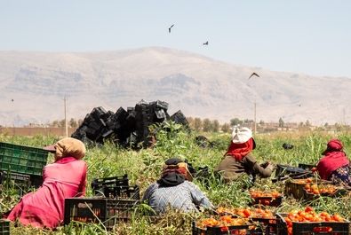  زنان کارگر در زمین‌های کشاورزی