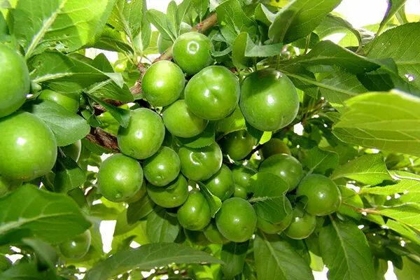 گوجه سبز ۳ میلیون تومان ناقابل! +عکس
