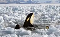 نجات نهنگ‌های قاتل در سواحل ژاپن+فیلم