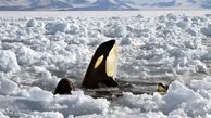 نجات نهنگ‌های قاتل در سواحل ژاپن+فیلم