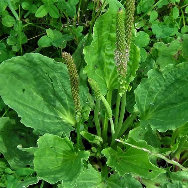 خواص بارهنگ برای سرماخوردگی