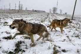 احتمال حمله گرگ‌ها و شغال‌ها به این استان