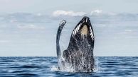 فیلم| لحظه تماشایی حرف زدن یک نهنگ!
