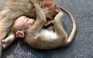 لحظه های تلخ گریه بچه میمون بر پیکر مادر مرده اش