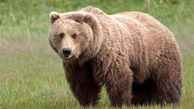 مشاهده گونه نادر خرس سیاه در سیستان و بلوچستان