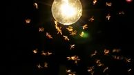 چرا حشرات دور لامپ‌ها جمع می‌شوند؟