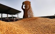 خبر جدید درباره  قیمت گندم و پرداخت مطالبات گندمکاران | امسال قیمت خرید تضمینی گندم  چقدر است؟
