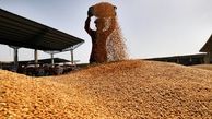 خبر تازه درباره افزایش قیمت گندم و پرداخت مطالبات گندمکاران | قیمت خرید گندم از گندمکاران چقدر شد؟
