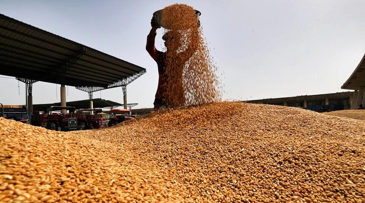 خبر جدید درباره  قیمت گندم و پرداخت مطالبات گندمکاران | امسال قیمت خرید تضمینی گندم  چقدر است؟
