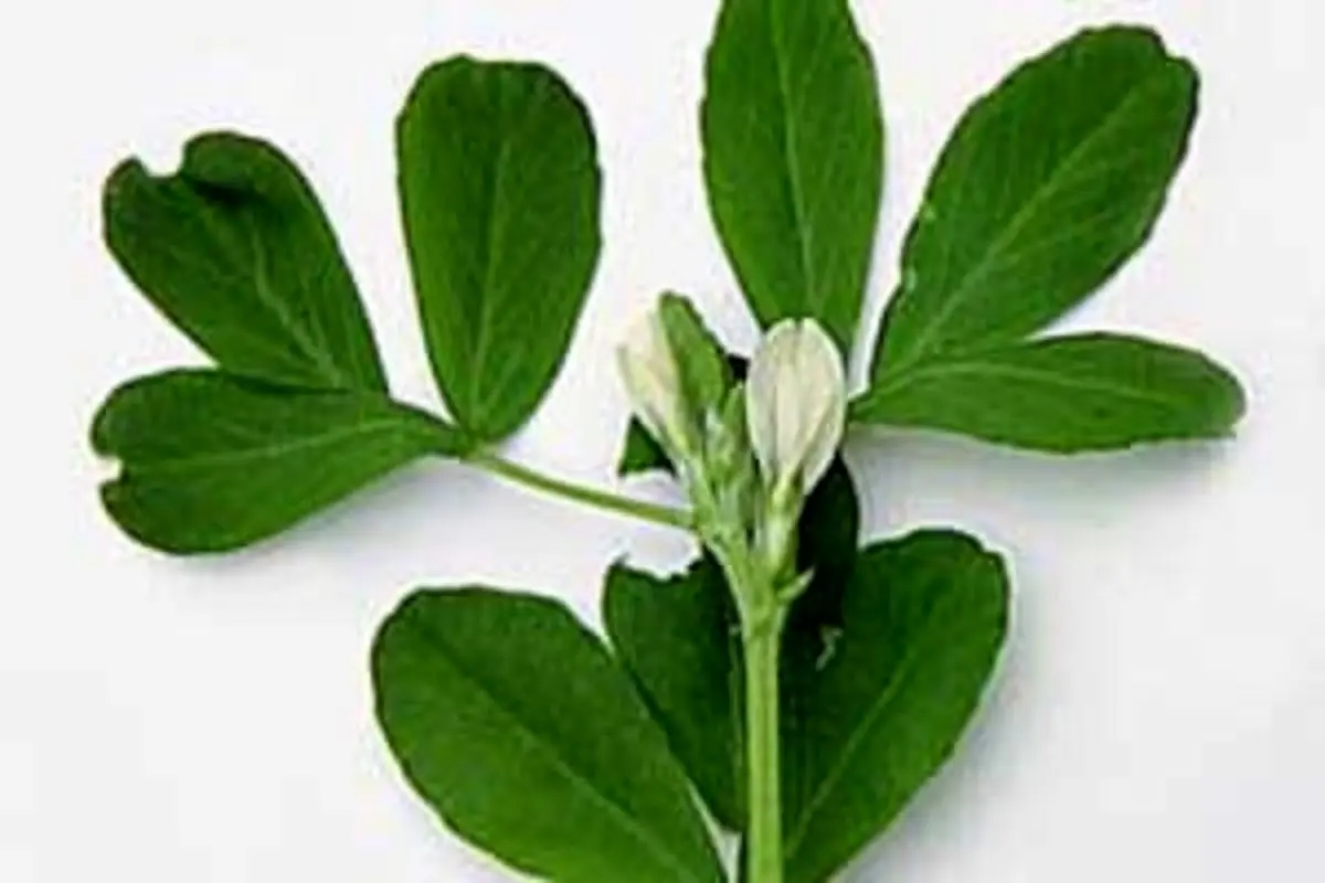 گیاهی مخصوص درمان بیماریهای زنانه