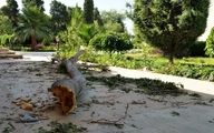 اتفاق دردناک / قطع ۲۰۰ درخت توسط یک سازمان در روز طبیعت