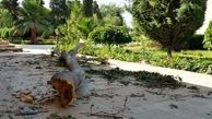 اتفاق دردناک / قطع ۲۰۰ درخت توسط یک سازمان در روز طبیعت