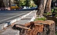 تکلیف جریمه قطع درختان تهران مشخص شد؟