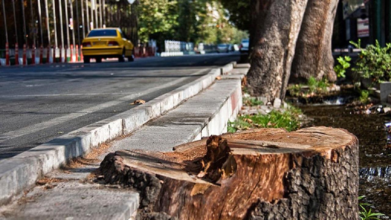 اتفاق ترسناک برای درختان بوستان‌های تهران