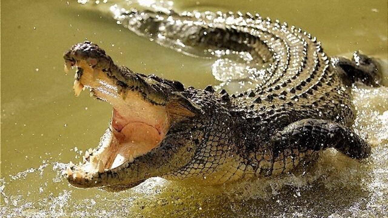تصاویر حیرت‌انگیز از دوستی یک مرد با تمساح درنده!