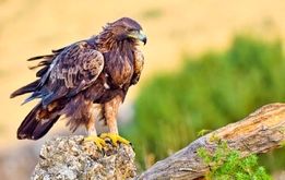 همای سعادت نایاب شد؛ عقاب طلایی در خطر انقراض قرار گرفت