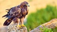 همای سعادت نایاب شد؛ عقاب طلایی در خطر انقراض قرار گرفت
