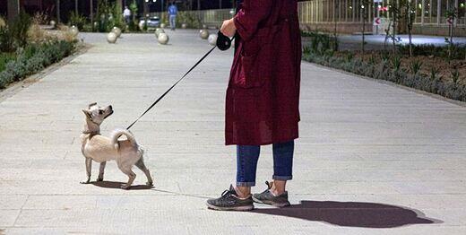دستور دادستان لاهیجان برای منع سگ‌گردانی در خیابان و پارک
