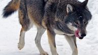 فیلمی از حمله دسته جمعی گرگ‌ها به گوزن بیچاره+ببینید