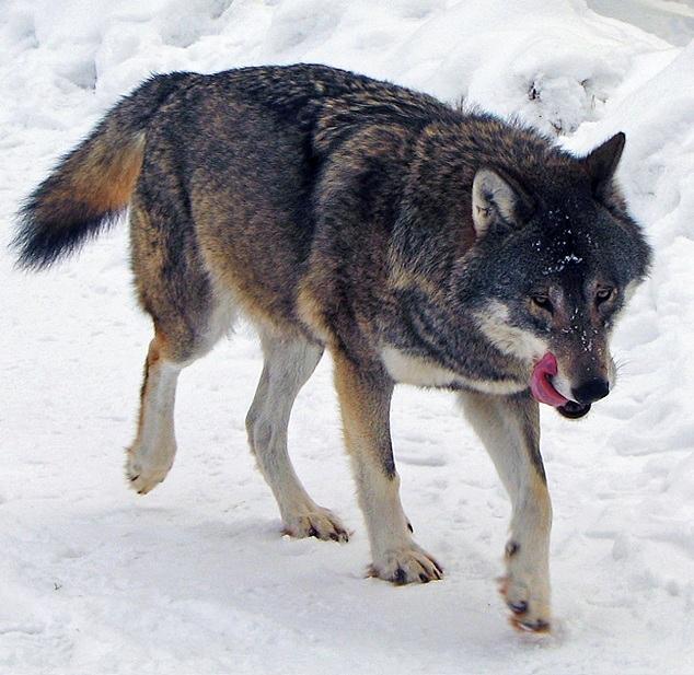 فیلمی از حمله دسته جمعی گرگ‌ها به گوزن بیچاره+ببینید