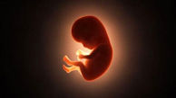 علت اصلی تولد یک میلیون جنین مُرده مشخص شد