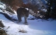 پلنگ ایرانی دوباره در اشکورات گیلان مشاهده شد