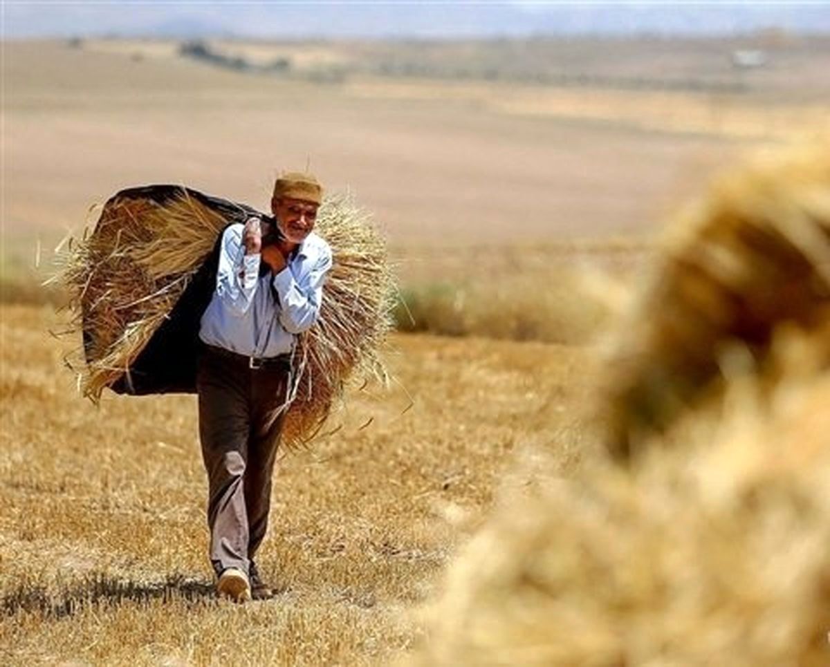 پرداخت مطالبات گندم‌کاران عقب افتاد. دولت عذرخواهی کرد