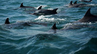 ببینید| قابی زیبا از دلفین ها در جزیره هنگام