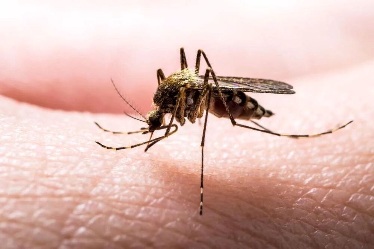 هشدار؛ شناسایی مبتلایان به مالاریا در ایران