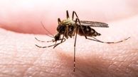 هشدار؛ شناسایی مبتلایان به مالاریا در ایران