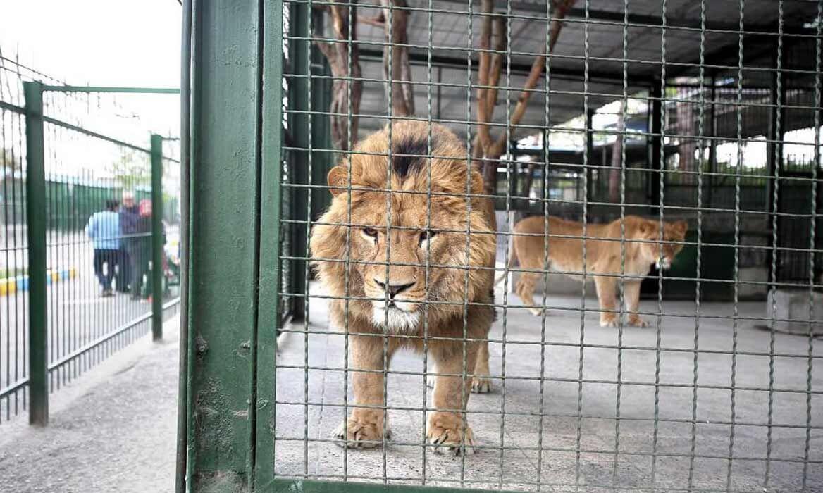حمله وحشتناک شیرهای باغ وحش اراک | نگهبان جوان طعمه شیر‌ها شد  + فیلم و جزئیات