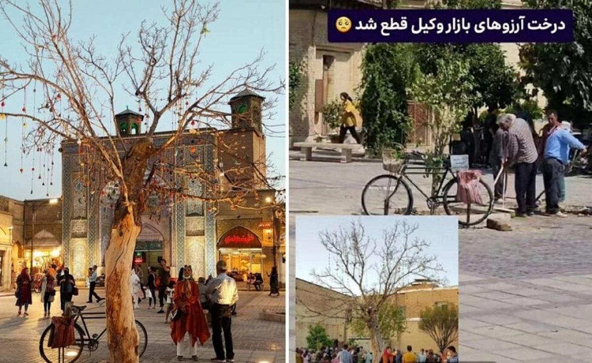 «درخت آرزوها» در شیراز را به یک دلیل عجیب قطع کردند  + تصویر