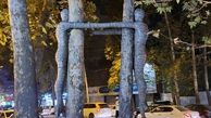 حرکت خاص و هنری روی دو درخت قطع شده تهران