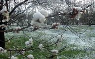 فیلم| برف زیبای بهاری در گیلان در ۲۵ اردیبهشت