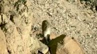 ببینید | تصاویر امیدبخش و دیدنی از پلنگ ایرانی در رشته کوه‌های زاگرس
