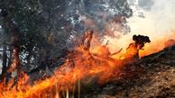 عاملی که باعث آتش‌سوزی ۹۵ درصد از جنگل‌های گیلان شد