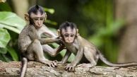 لحظه ترسناک حمله میمون وحشی به یک کودک | جراحت شدید کودک+فیلم